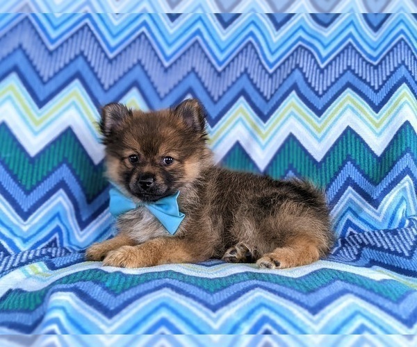 Medium Photo #4 Pomeranian Puppy For Sale in OXFORD, PA, USA