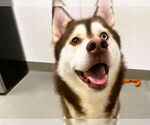 Small Siberian Husky