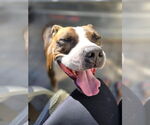Small #2 American Pit Bull Terrier Mix