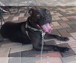 Small #25 American Pit Bull Terrier Mix