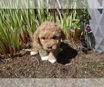 Small #2 Goldendoodle (Miniature)