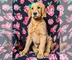 Golden Retriever Puppy for sale in OXFORD, PA, USA