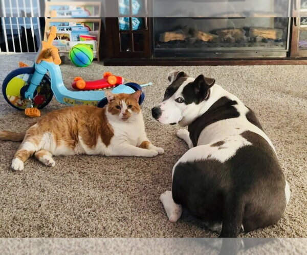 Medium Photo #2 American Pit Bull Terrier-Unknown Mix Puppy For Sale in Germantown, OH, USA