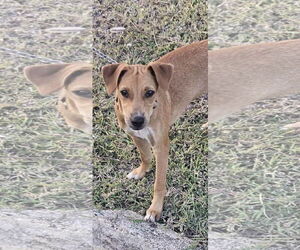 - Mix Dogs for adoption in NYC, NY, USA