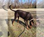 Small #3 Doberman Pinscher