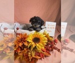 Small Photo #5 Yo-Chon Puppy For Sale in HAMPTON, VA, USA