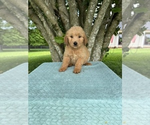 Goldendoodle Puppy for sale in MURFREESBORO, TN, USA
