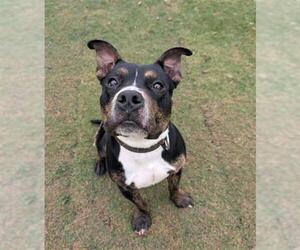 American Bulldog-Unknown Mix Dogs for adoption in Redlands, CA, USA