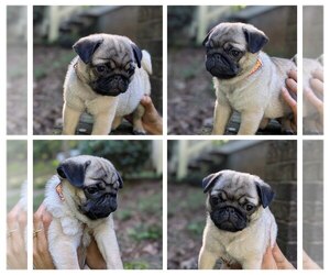 Medium Pug