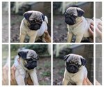 Puppy Happy Pug