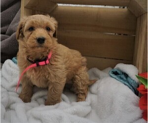 Goldendoodle (Miniature) Puppy for sale in LUBLIN, WI, USA