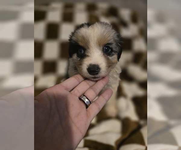 Medium Photo #3 Australian Shepherd Puppy For Sale in ROY, UT, USA