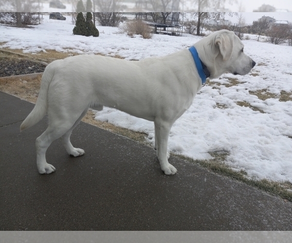 Medium Photo #1 Labrador Retriever Puppy For Sale in EAGLE MOUNTAIN, UT, USA