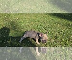 Small #5 French Bulldog