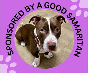 Staffordshire Bull Terrier-Unknown Mix Dogs for adoption in Santa Cruz, CA, USA