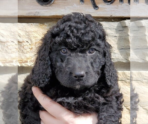 Medium Photo #1 Bernedoodle Puppy For Sale in CLARE, IL, USA