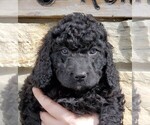 Small Photo #1 Bernedoodle Puppy For Sale in CLARE, IL, USA