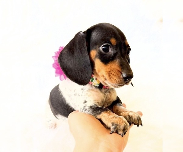 Medium Photo #7 Dachshund Puppy For Sale in DAVIS, CA, USA