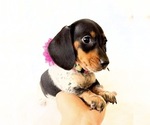 Small #6 Dachshund