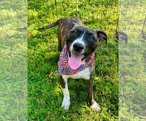 Bullboxer Pit Dogs for adoption in Southbury, CT, USA