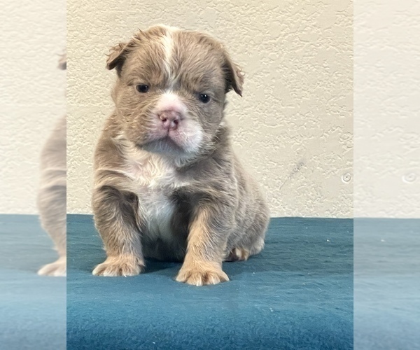 Medium Photo #8 English Bulldog Puppy For Sale in HOUSTON, TX, USA