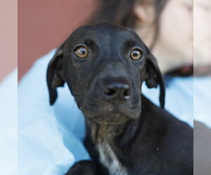 Labrador Retriever-Unknown Mix Dogs for adoption in San Antonio, TX, USA