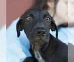 Small Labrador Retriever Mix
