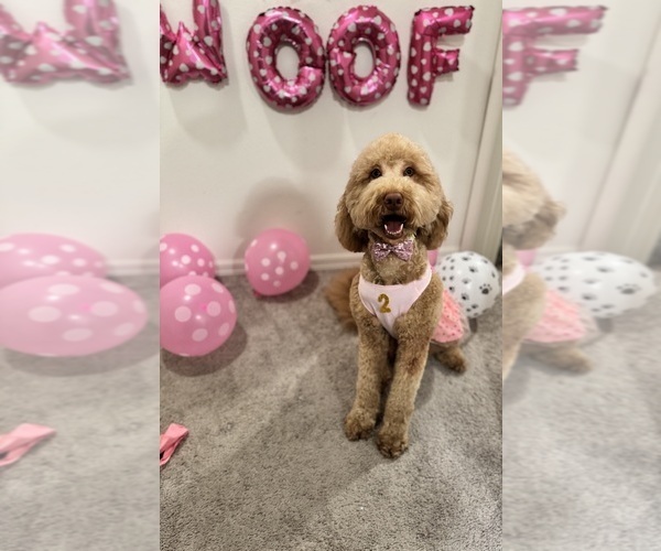 Medium Photo #9 Goldendoodle Puppy For Sale in JACKSONVILLE, FL, USA