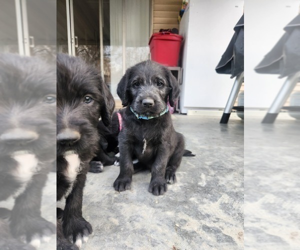 Medium Photo #7 Labradoodle Puppy For Sale in MONTROSE, CO, USA