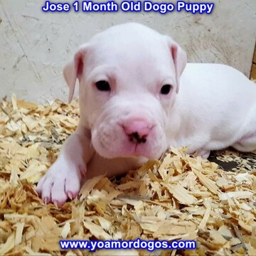 Medium Photo #96 Dogo Argentino Puppy For Sale in JANE, MO, USA