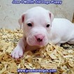 Small #95 Dogo Argentino