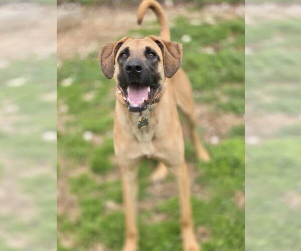 Medium Photo #2 Mutt Puppy For Sale in Crandall, GA, USA