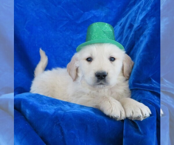 View Ad: English Cream Golden Retriever Puppy for Sale ...