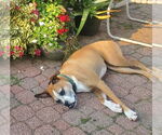 Small #6 Boxer