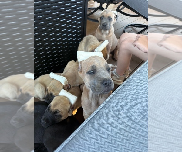 Medium Photo #10 Cane Corso Puppy For Sale in PORTLAND, OR, USA
