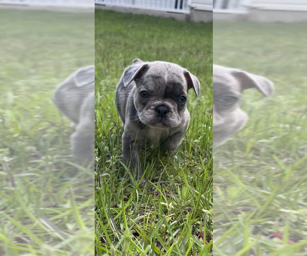Full screen Photo #4 French Bulldog Puppy For Sale in TALLAHASSEE, FL, USA