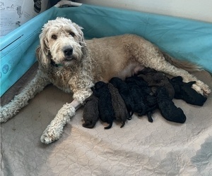 Mother of the Labradoodle puppies born on 03/19/2022