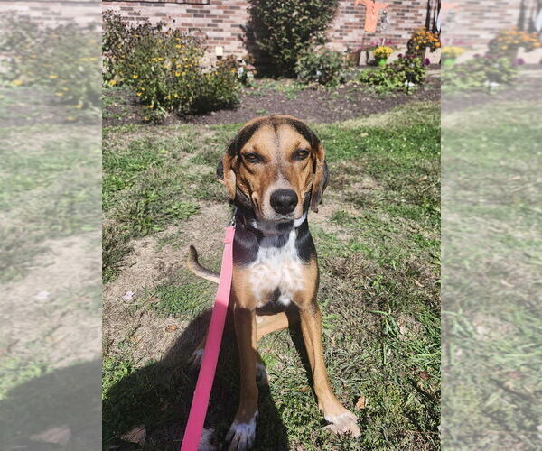 Medium Photo #4 Mutt Puppy For Sale in Springdale, PA, USA