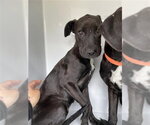 A663666 - Female Labrador Retriever-Unknown Mix Dog for Adoption - Small photo