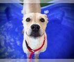 TITUS - Male Labrador Retriever Dog for Adoption - Small photo