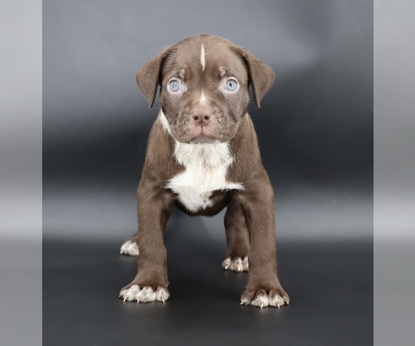 Medium Photo #1 American Bully Puppy For Sale in CHAMPAIGN, IL, USA