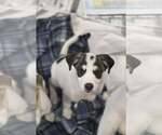 Small Photo #6 Aussiedor Puppy For Sale in SHERBURNE, NY, USA