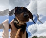 Small #23 Dachshund