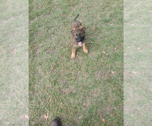 German Shepherd Dog Puppy for sale in DADE CITY, FL, USA