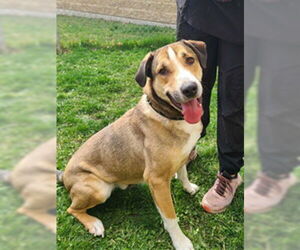English Foxhound-Unknown Mix Dogs for adoption in Ogden, UT, USA