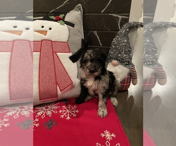 Medium Photo #1 Sheepadoodle Puppy For Sale in MONCLOVA, OH, USA