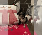 Small Photo #1 Sheepadoodle Puppy For Sale in MONCLOVA, OH, USA