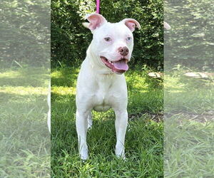 American Pit Bull Terrier-Unknown Mix Dogs for adoption in Wetumpka, AL, USA