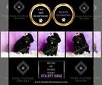 Small Photo #113 Poodle (Miniature) Puppy For Sale in WARSAW, IN, USA