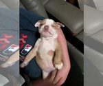 Small #8 English Bulldog